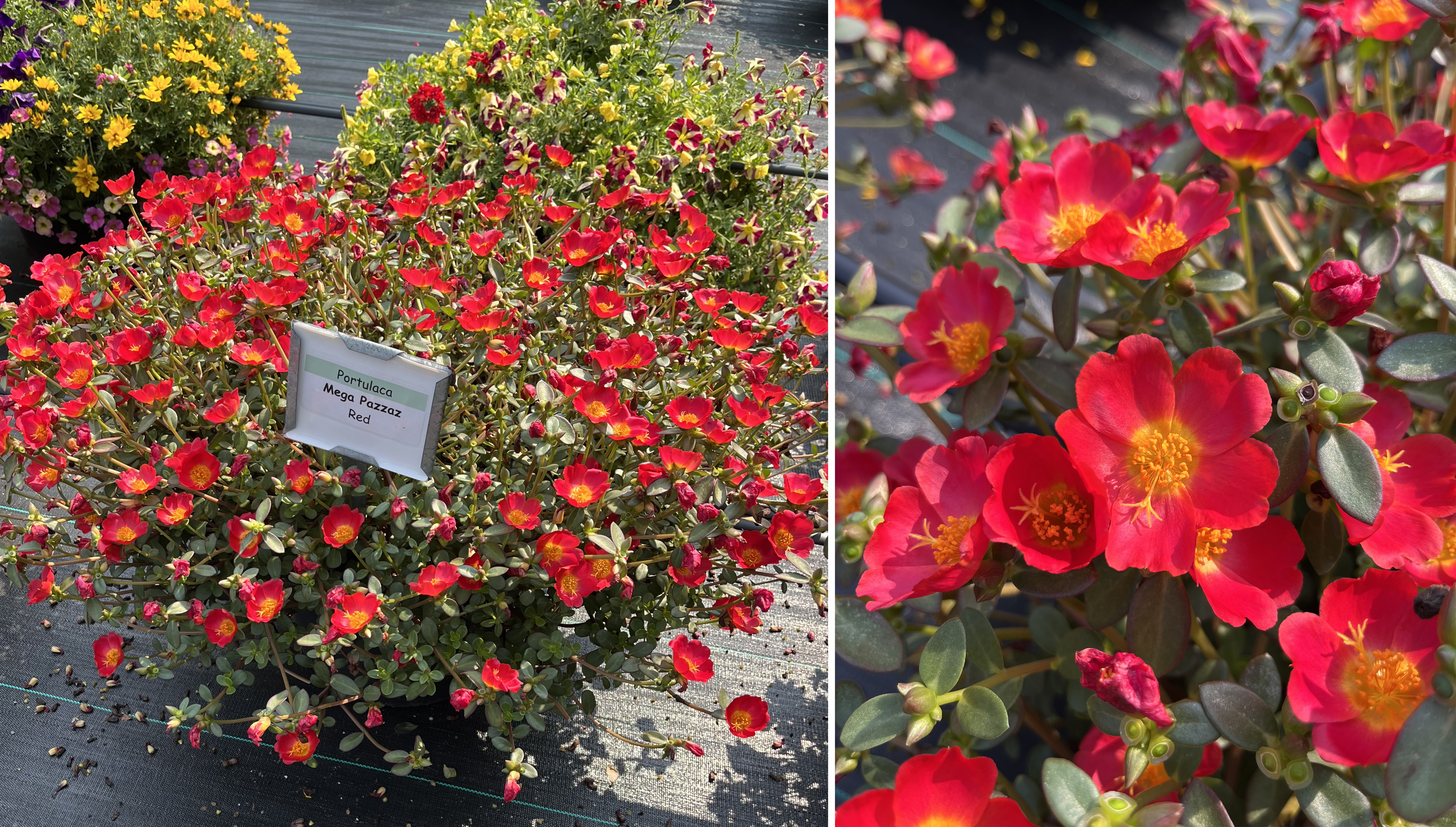 Container of Portulaca ‘Mega Pazzaz Red’ covered with vivid red blooms with golden-yellow centers. And a close-up of Portulaca flowers showing rich red petals with bright yellow stamens in the centers.